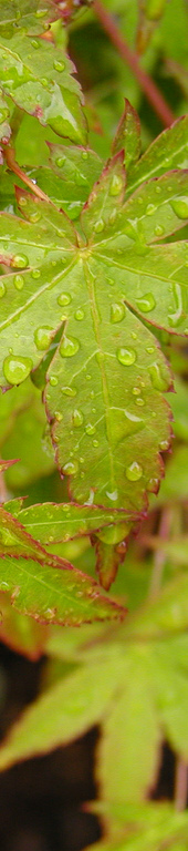 leaf_crop leaf_crop