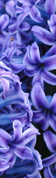 purple_crop purple_crop